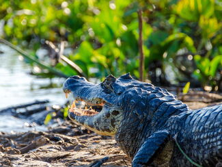 Brasilien – Pantanal: Das Reich des Jaguars
