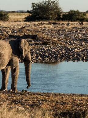 Namibia – Natur pur zwischen Sossusvlei und Etosha