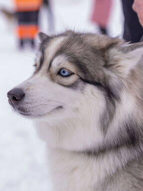 Mittelschweden – Husky‑Sterntour im Hochfjäll