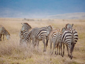 Ngorongoro & Sansibar – Wildnis und Strand