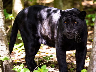 Kenia – Schwarzer Leopard, majestätische Tusker und Fotoworkshops