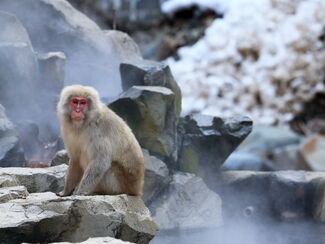 Japan – Winterliche Fotoreise zu seltenen Wildarten