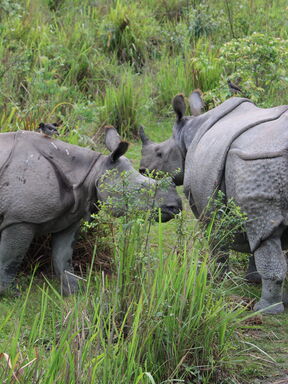 Nordostindien – Assam, Arunachal Pradesh & Nagaland