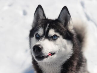 Mittelschweden – Husky‑Erlebnisreise im Schnee