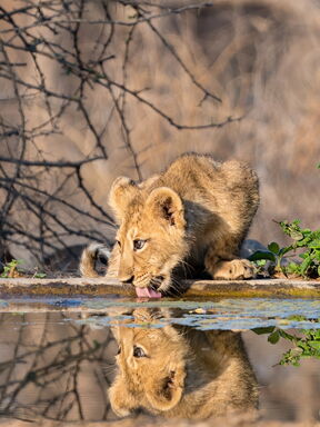 Südafrika – Fotoreise im Zimanga Private Game Reserve