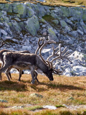 Grönland PUR – Natur und Kultur im arktischen Süden