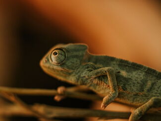 Madagaskar – Lemuren- und Chamäleon-Entdeckertour