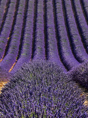 Provence – Duft von Lavendel, Wein und Geschichte