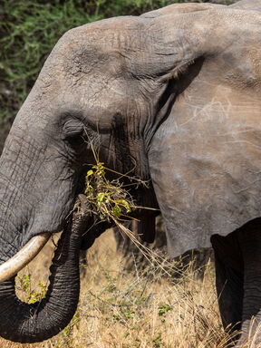 Botswana, Namibia & Simbabwe – Safari im Königreich der Elefanten