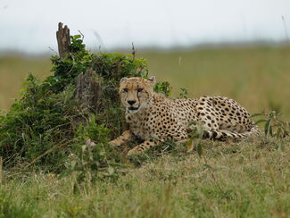 Kenia PUR – Safari von der Masai Mara zum Indischen Ozean