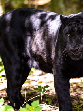 Kenia – Schwarzer Leopard, majestätische Tusker und Fotoworkshops