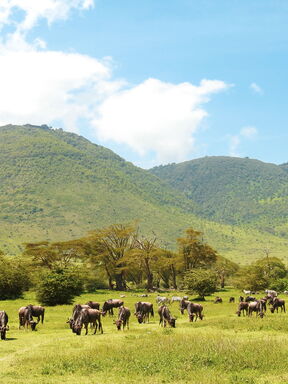 Tansania – Wildnis zwischen Kilimanjaro und Serengeti