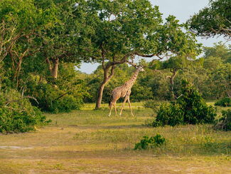 Südafrika & Mosambik – Safari, Strand und Zulu‑Erlebnis