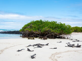 Ecuador & Galapagos – Entdeckertour durch Anden, Regenwald und Inselparadies