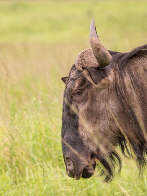 Tansania – Fotoreise zur Kalbezeit in der Serengeti