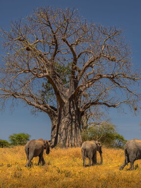 Baobab – Safari, Kultur und Strand