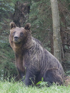 Soomaa – Feuchte Wälder, Bärenhütte und Küstenzauber