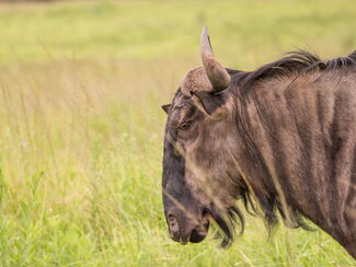 Tansania – Fotoreise zur Kalbezeit in der Serengeti