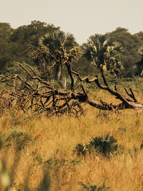 Südliches Afrika – Naturerlebnis von den Victoriafällen bis ins Okavango-Delta