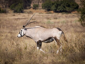 Namibia – Kalahari‑Erlebnis und Tierreich vom Etosha