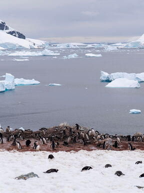 Antarktis – Eisige Faszination im Reich der Pinguine