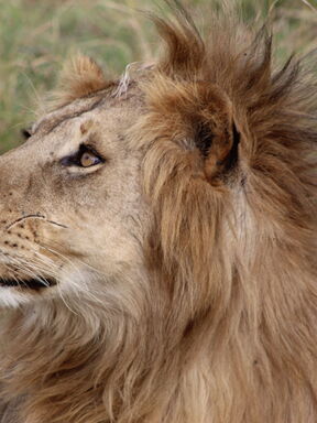Serengeti & Sansibar – Safari, Krater und Inselträume