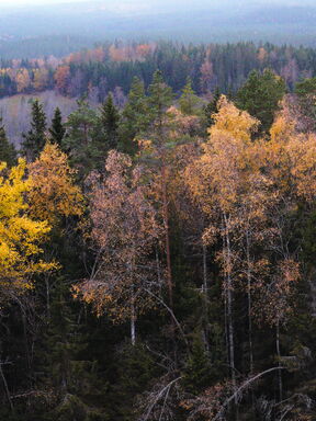 Finnland – Herbstzauber in der Wilden Taiga