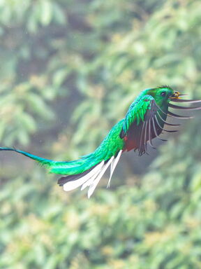 Paradiso – 16 Tage pure Naturschönheit in Costa Rica