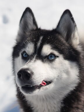 Mittelschweden – Husky‑Erlebnisreise im Schnee