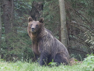 Soomaa – Feuchte Wälder, Bärenhütte und Küstenzauber
