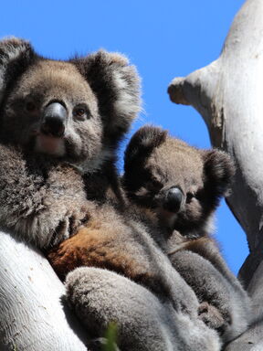 Australien – Entdeckungsreise entlang der Ostküste