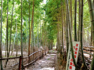 Japan – Urwald, Pilgerwege und Fuji-Gipfel