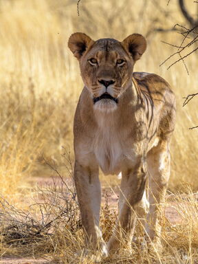 Sambesi – 21‑tägige Entdeckungsreise durch Namibia, Botswana und Simbabwe