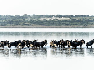 Mara-Fluss – Erlebnisreise entlang der großen Tierwanderungen