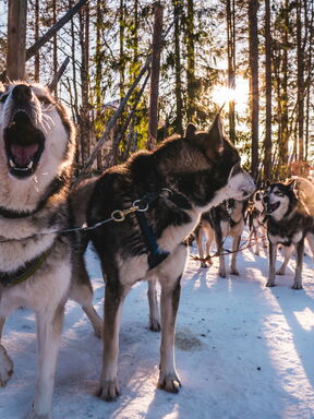 Finnland – Winterlicher Husky‑Traum in Lappland