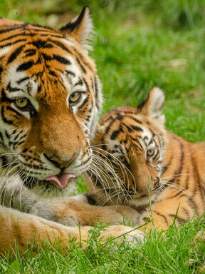 Tempel & Tiger – Nepal erleben