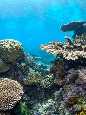 Australien ENTDECKEN – Farbenpracht von Perth bis Great Barrier Reef