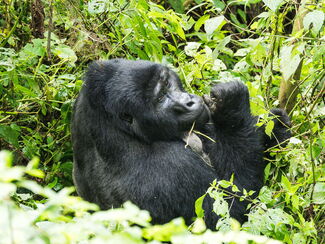 Uganda – Menschenaffen und Big Five erleben