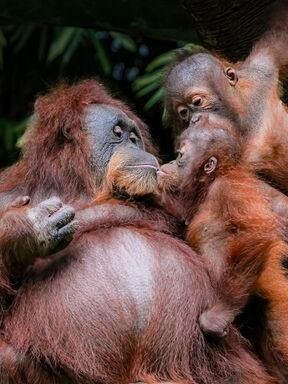 Borneo – Regenwald, Orang-Utans und Höhlen
