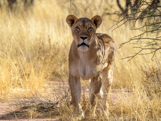 Sambesi – 21‑tägige Entdeckungsreise durch Namibia, Botswana und Simbabwe
