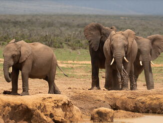 Addo – Big Five, Garden Route und Kapstadt
