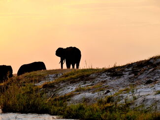 Botswana & Simbabwe – Wildnis und Wasserfälle erleben