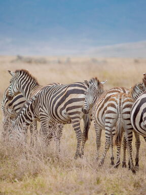 Ngorongoro & Sansibar – Wildnis und Strand