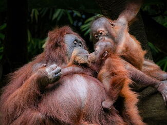 Borneo – Regenwald, Orang-Utans und Höhlen