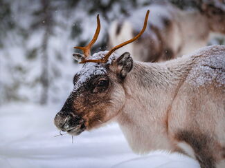 Lappland – Winterzauber im hohen Norden