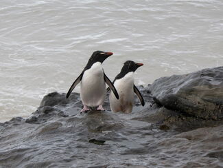 Neuseeland & subantarktische Inseln – Naturparadies im Südpolarmeer
