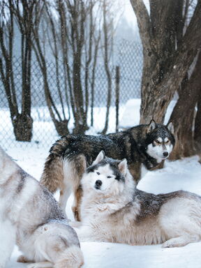 Finnland – Lappland: Husky‑Wintertraum für sportliche Reisende
