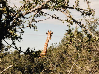 Südafrika – Familienreise entlang der Garden Route