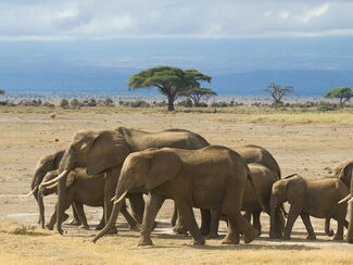 Ruaha – Entdeckertour im wilden Herzen Tansanias