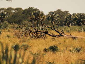 Südliches Afrika – Naturerlebnis von den Victoriafällen bis ins Okavango-Delta